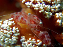 Soft Coral Crab. Taken with Canon G9 and Inon strobe with... by Paul Ng 